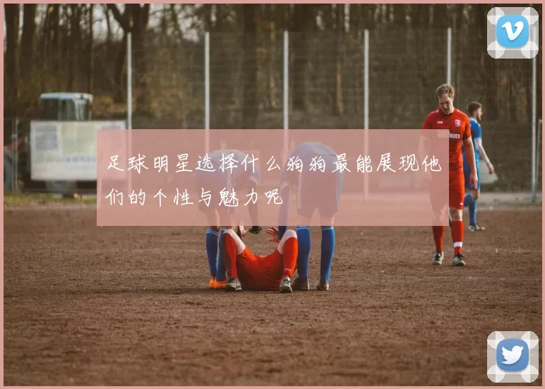 足球明星选择什么狗狗最能展现他们的个性与魅力呢